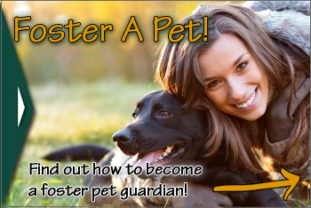 Foster Pet Guardians