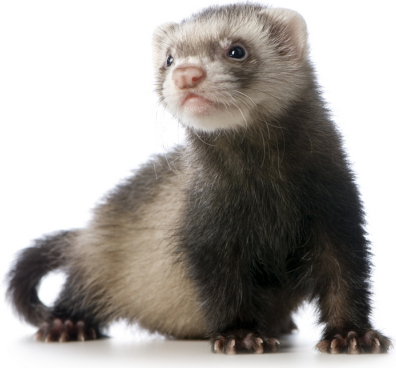 Ferrets