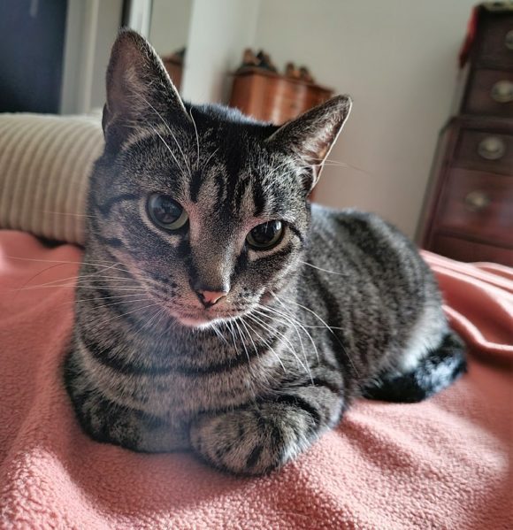 ABBY ā DSH TABBY – FEMALE ā 2 YRS?