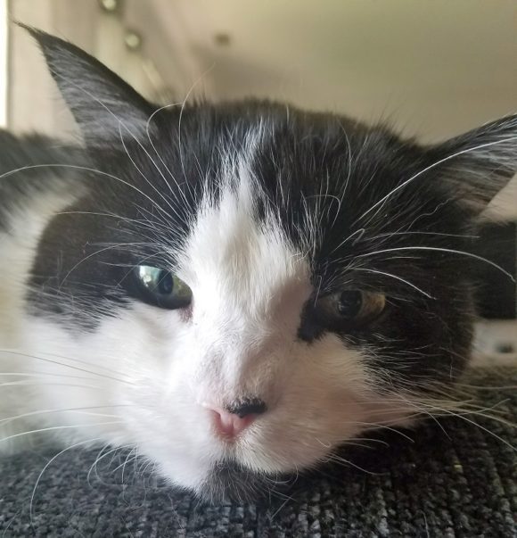 SJ (Sox Jr.) – FEMALE – 13 YRS *SPECIAL NEEDS*