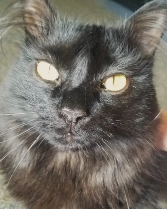 SNAKE – MALE – 3 YRS