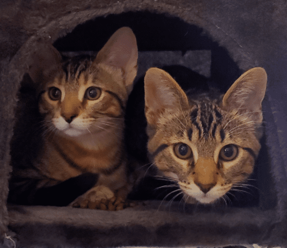 LENNY & SQUIGGY – DSH – MALES – 4 MONTHS