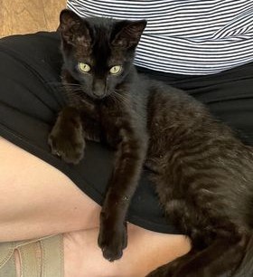 🥰🥰🥰ADOPTED!!!🥰🥰🥰 JACK BLACK – ??? – MALE – 5 MONTHS