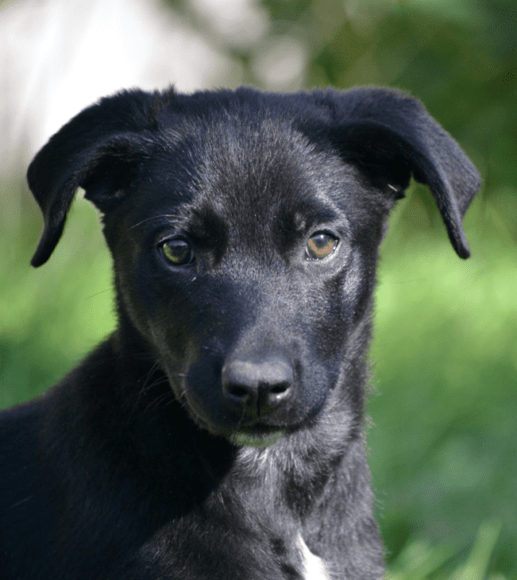 🥰🥰🥰ADOPTED!!!🥰🥰🥰 MORGAN – LOVELY MIX – FEMALE – 10 WEEKS