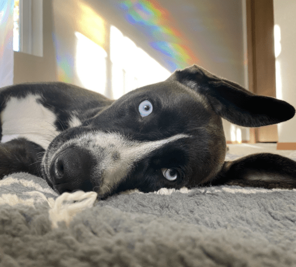 🥰🥰🥰ADOPTED!!!🥰🥰🥰 MILA – HUSKY/PITTY CROSS – FEMALE – 1 YEAR?