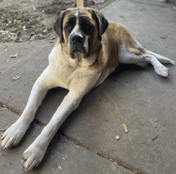 🥰🥰🥰ADOPTED!!!🥰🥰🥰 ANNIE – ST. BERNARD – FEMALE – 3 YEARS
