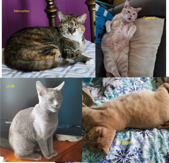 Kittens – ??? – Male/Female – 2-4 years