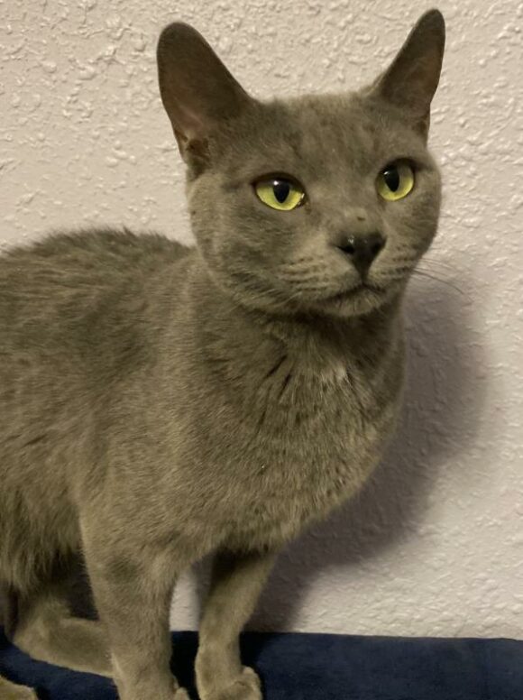 🥰ADOPTION PENDING!!!🥰 POLLY – RUSSIAN BLUE – FEMALE – 1+ YEARS OLD