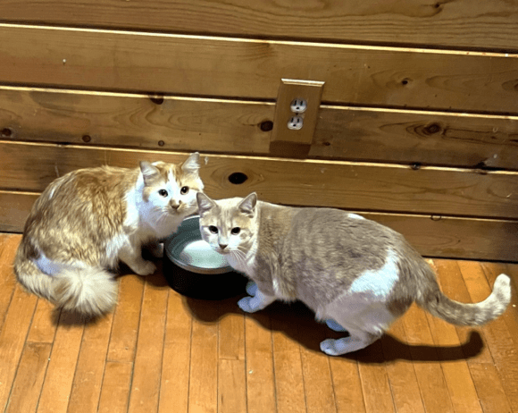 🥰🥰🥰ADOPTED!!!🥰🥰🥰 SOCKS & SHOES – MALE – 3 YEARS OLD