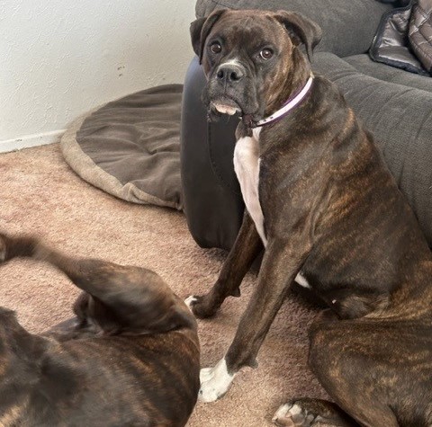 🥰🥰🥰ADOPTED!!!🥰🥰🥰 BEAN – BOXER – FEMALE – 1 YEAR OLD