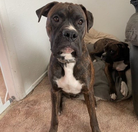 🥰🥰🥰ADOPTED!!!🥰🥰🥰 BEAU – BOXER – MALE – 1 YEAR OLD