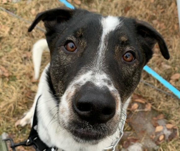 CHEECH – BLUE HEELER CROSS – MALE – 1 YEAR OLD