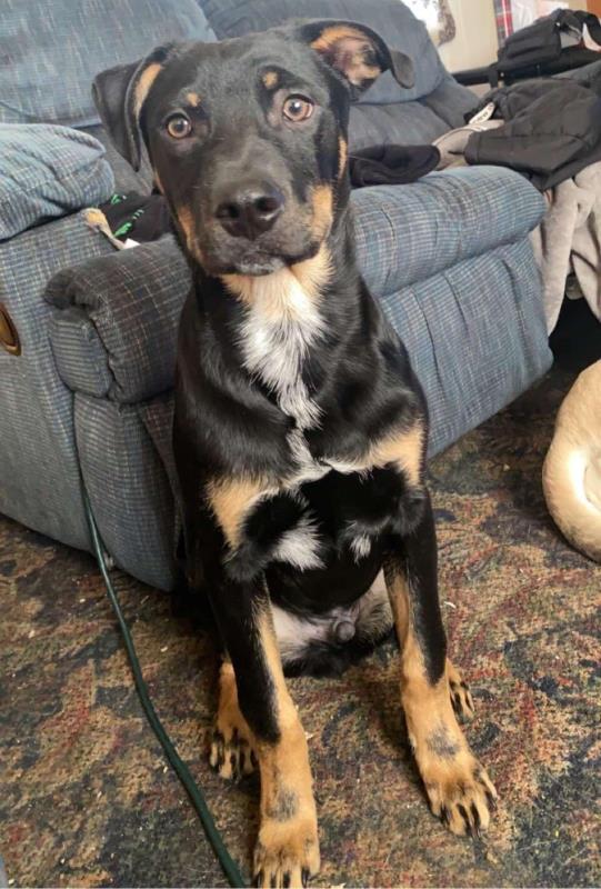 CREED – LAB/HEELER/PITTY/HUSKY – MALE – 5 MONTHS OLD