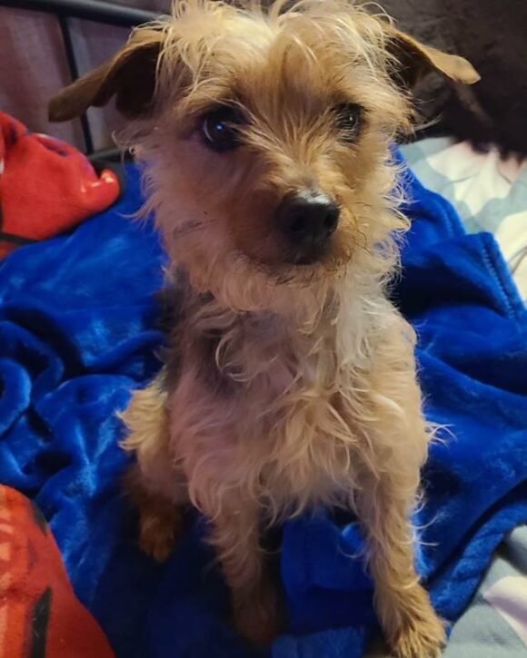 🥰🥰🥰ADOPTED!!!🥰🥰🥰 HONEY – TERRIER MIX – FEMALE – 5 YEARS OLD