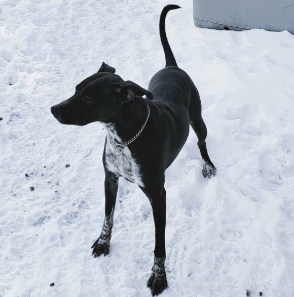 OREO – AMERICAN STAFFORDSHIRE MIX – FEMALE – 3 YEARS OLD