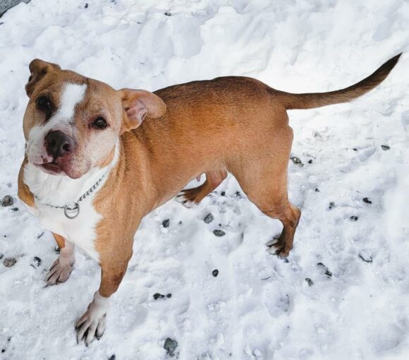 SADIE – AMERICAN STAFFORDSHIRE TERRIER – FEMALE – 5.5 YRS OLD