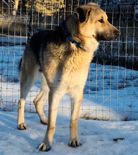 GERMAN SHEPHERD MIXES – MALES – 2 YEARS OLD