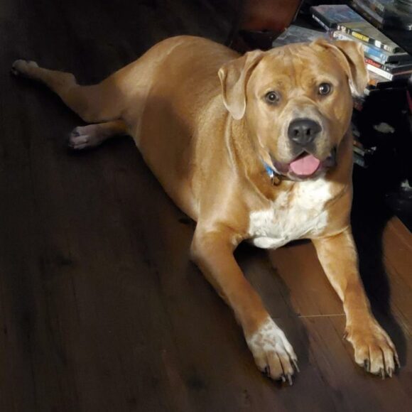 BALOU – CANE CORSO/PITTY MIX – MALE – 5 YEARS OLD