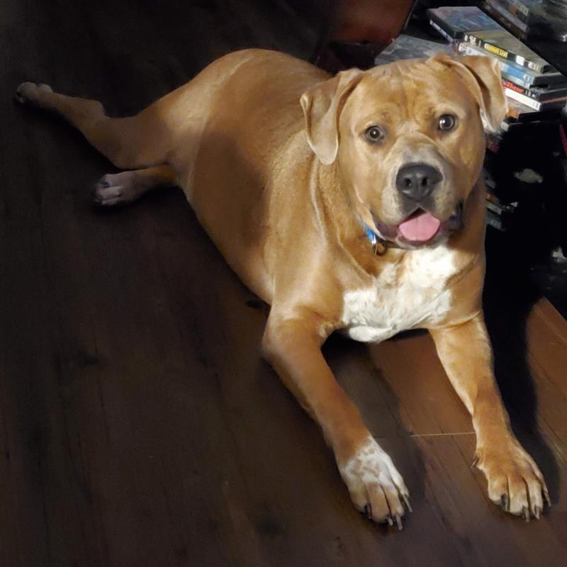 Hi! I'm BALOU!