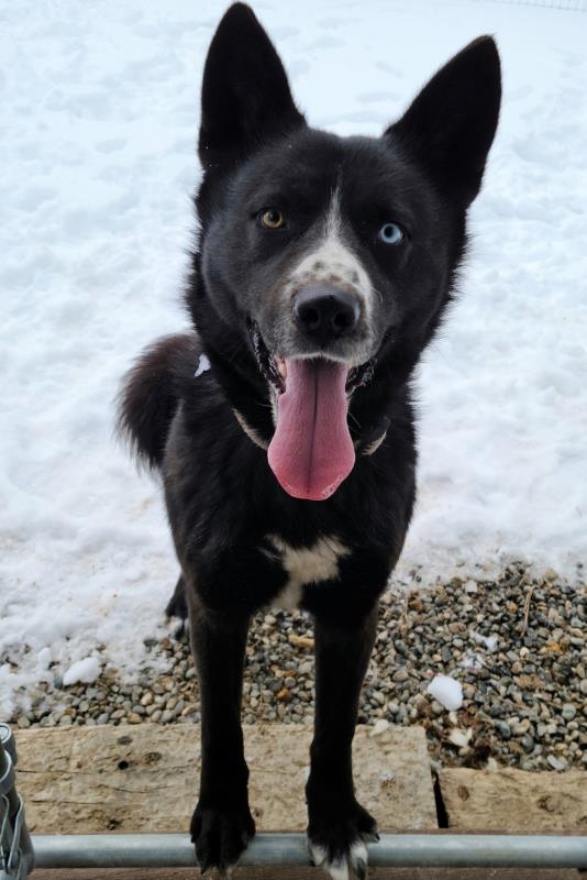 CHONK – HUSKY/REZ DOG CROSS – MALE – 1.5 YEARS OLD