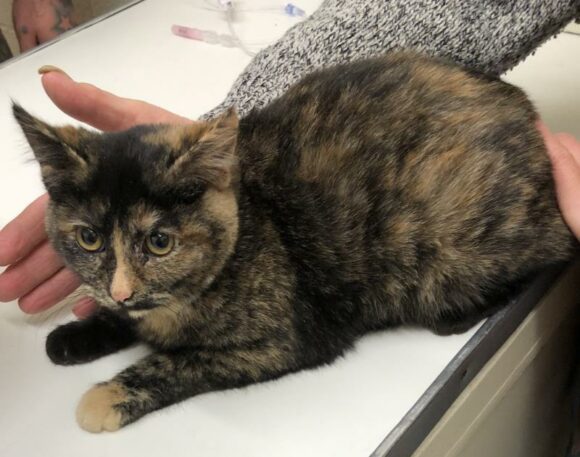 🥰🥰🥰ADOPTED!!!🥰🥰🥰 JUPITER & NEBULA – FEMALES – 6 MONTHS OLD