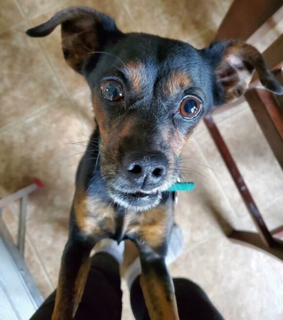 MAX – JACK RUSSELL TERRIER MIX – MALE – 4 YEARS OLD