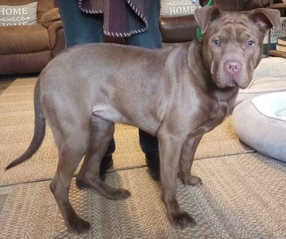 🥰🥰🥰ADOPTED!!!🥰🥰🥰 TILLIE – SHAR PEI/LAB/PITTY – FEMALE – 1 YEAR OLD
