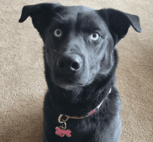 🥰🥰🥰ADOPTED!!!🥰🥰🥰 ZOE – LAB/HUSKY – FEMALE – 2 YEARS OLD