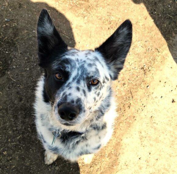 🥰🥰🥰ADOPTED!!!🥰🥰🥰 BO – HEELER/AUSSIE CROSS – MALE – 3 YRS
