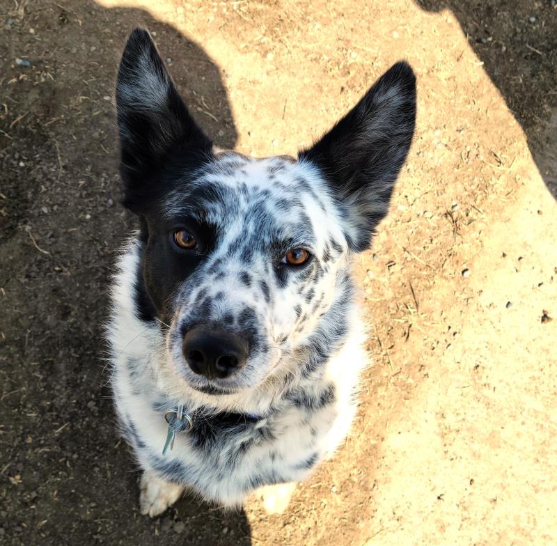 Hi! I'm BO!