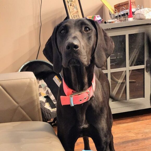 🥰🥰🥰ADOPTED!!!🥰🥰🥰 CALLIE – GREAT DANE/ENGLISH MASTIFF/GERMAN SHORT HAIRED POINTER – FEMALE – 1 YEAR OLD
