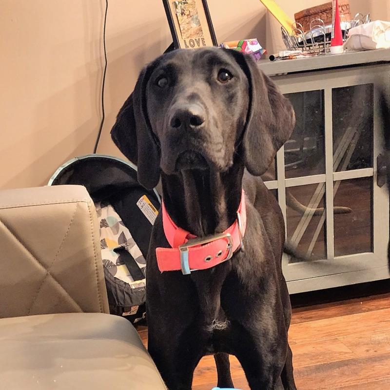 Hi! I'm CALLIE!