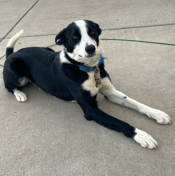 🥰🥰🥰ADOPTED!!!🥰🥰🥰 DIXIE – MCNAB – FEMALE – 1 YEAR OLD