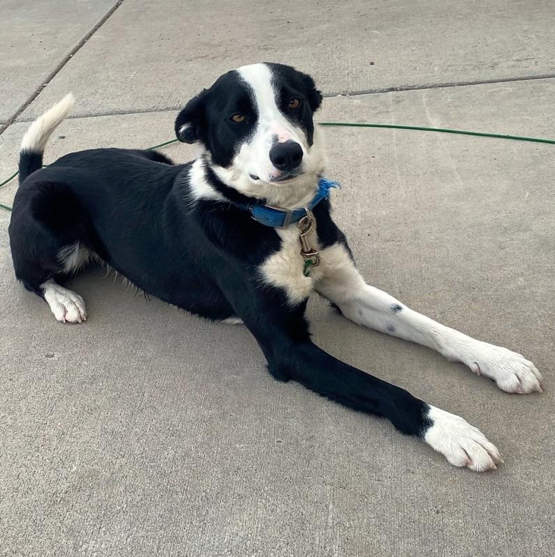 Hi! I'm DIXIE!