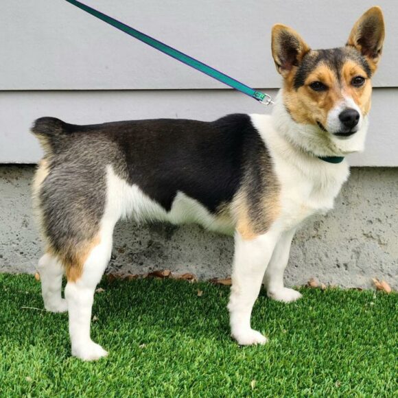 🥰🥰🥰ADOPTED!!!🥰🥰🥰SIMONE – CORGI/JACK RUSSELL TERRIER – FEMALE – 1 YEAR