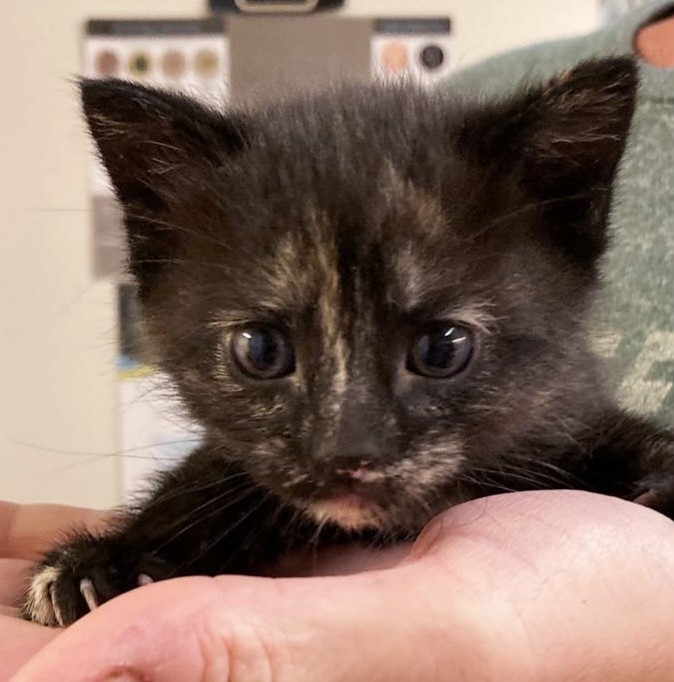 Hi! We're HERA’S KITTENS!