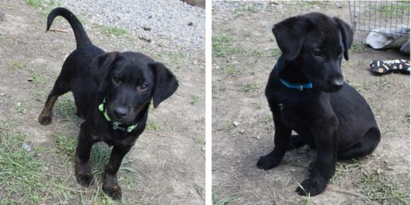 BILL & TED – LAB MIX – MALES – 2.5 MONTHS OLD