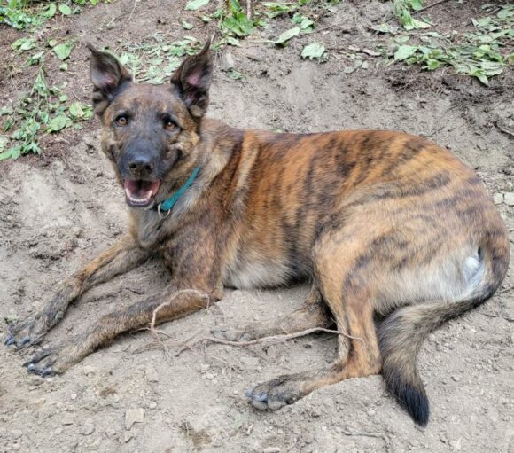 EVIE – DUTCH SHEPHERD – FEMALE – 8 YEARS OLD