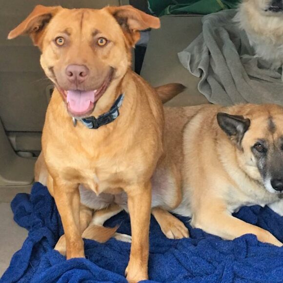 🥰ADOPTED!!!🥰 PENNY – LABRADOR/SHEPHERD – FEMALE – 8 YEARS OLD