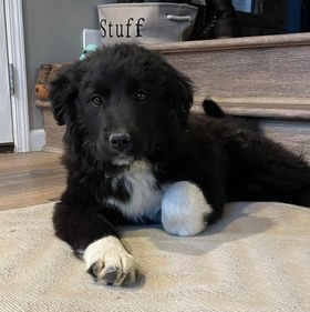 Hi! I'm PUPPIES!