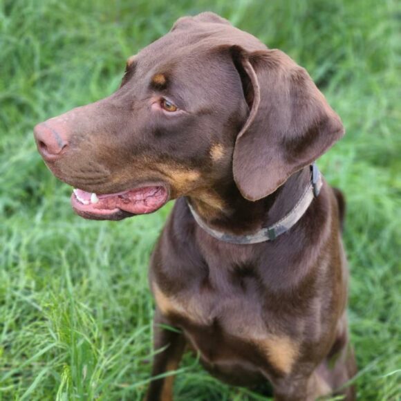 JAVA – DOBERMAN PINSCHER CROSS – MALE – 1.5 YEARS OLD