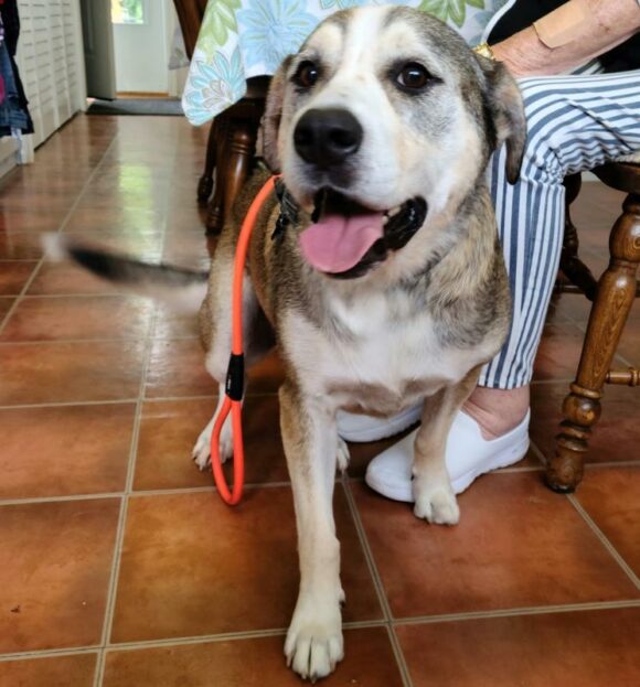 ARIES – MALAMUTE/GERMAN SHEPHERD/PIT BULL – FEMALE – 2.5 YEARS OLD