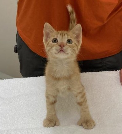 KITTENS – MIXED – MALE/FEMALE – 12 weeks