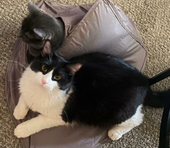 🥰ADOPTED!!!🥰 GUS – DLH – MALE – 2 YEARS OLD