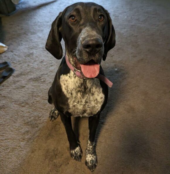 NALA – GERMAN SHORTHAIRED POINTER/GREAT DANE/MASTIFF – FEMALE – 1.5 YEARS OLD