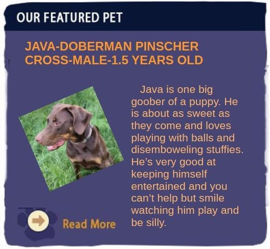 Featured Animal