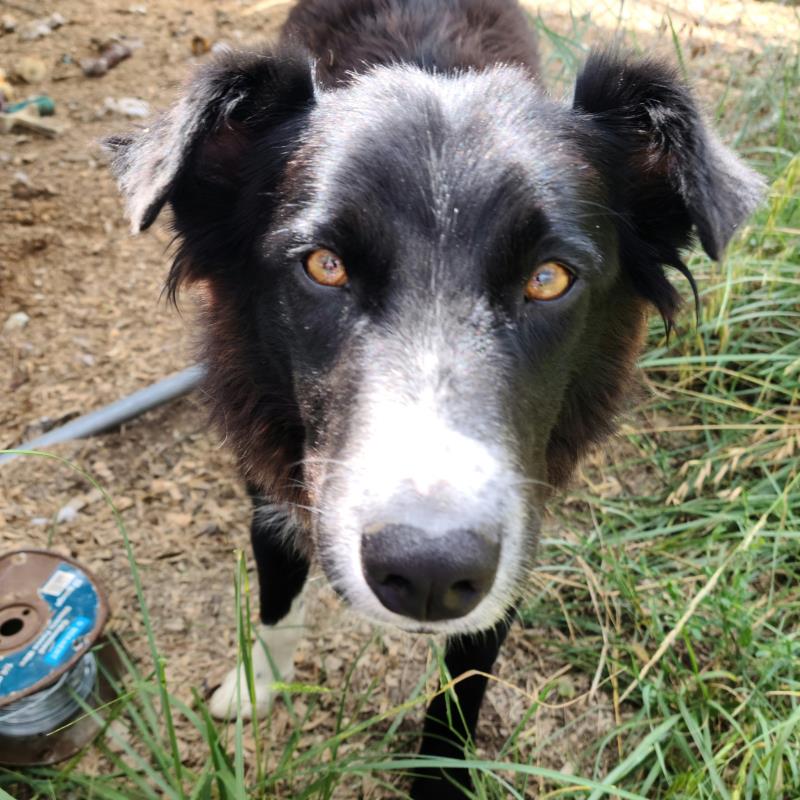 🥰🥰🥰ADOPTED!!!🥰🥰🥰 CREE – BORDER COLLIE – FEMALE – 1 YEAR-ISH OLD