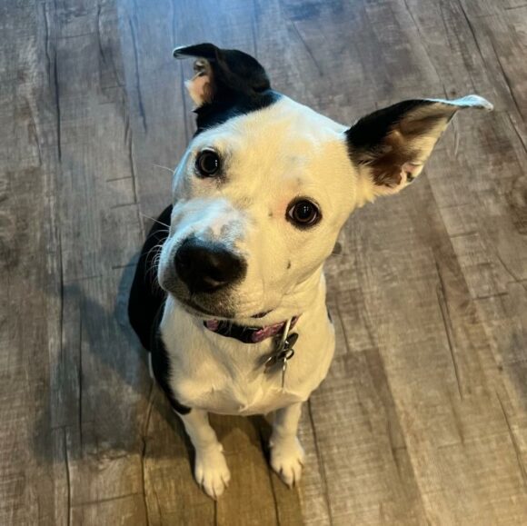 🥰🥰🥰ADOPTED!!!🥰🥰🥰 VIOLET – PITTY/0BORDER COLLIE/AUSSIE – FEMALE – 6 MONTHS OLD