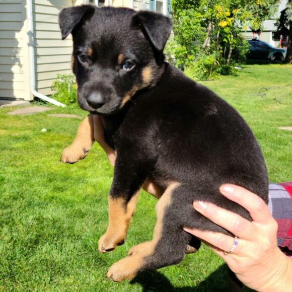 LILLY and PUPPIES – AUSTRALIAN CATTLE DOG/GERMAN SHEPHERD – MALE/FEMALE – 2 MONTHS