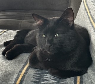 Hi! I'm NOVAK!